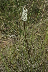 Xanthorrhoea minor