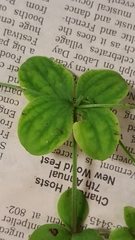 Galium kamtschaticum