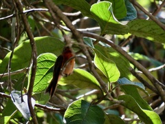 Aglaeactis cupripennis