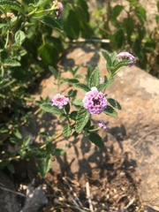 Lantana fucata