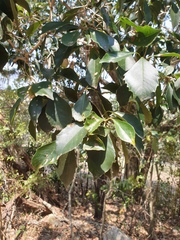 Auranticarpa rhombifolia