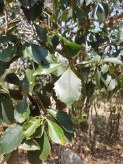 Auranticarpa rhombifolia