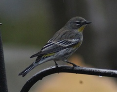 Setophaga coronata coronata × auduboni