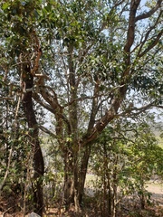 Auranticarpa rhombifolia