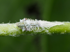Salurnis marginella