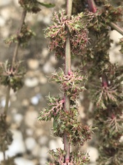 Amaranthus tuberculatus