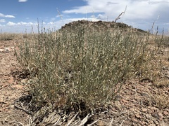 Artemisia arbuscula