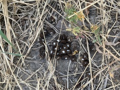 Callipepla californica