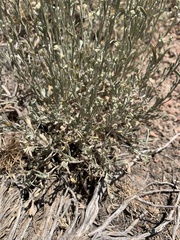 Artemisia arbuscula