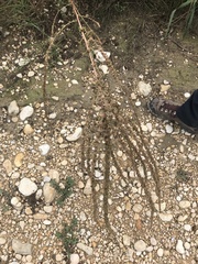 Amaranthus tuberculatus