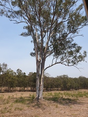 Eucalyptus tereticornis