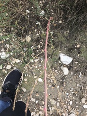 Amaranthus tuberculatus