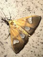 Ulopeza flavicepsalis