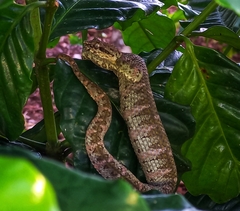 Bothriechis schlegelii