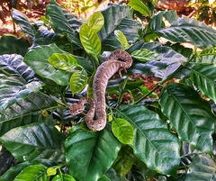 Bothriechis schlegelii