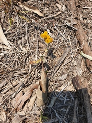 Chrysocephalum apiculatum