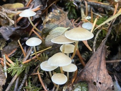 Strobilurus albipilatus