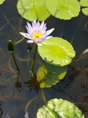 Nymphaea nouchali caerulea