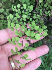 Adiantum tricholepis