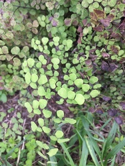 Adiantum tricholepis