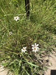 Sisyrinchium micranthum