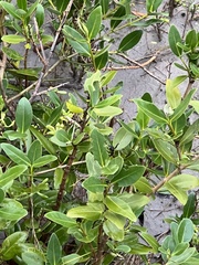 Avicennia germinans