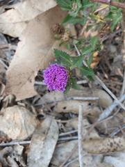 Centratherum punctatum