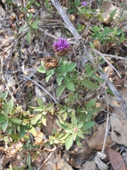 Centratherum punctatum