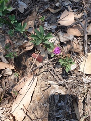 Centratherum punctatum