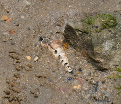 Pyrazus ebeninus