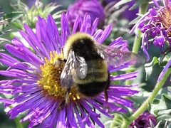 Bombus terricola