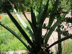 Furcraea andina