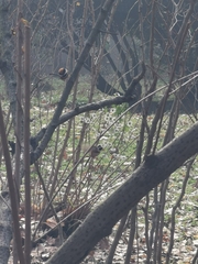 Aegithalos concinnus