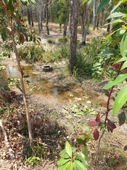 Lophostemon suaveolens