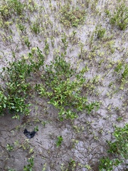 Avicennia germinans