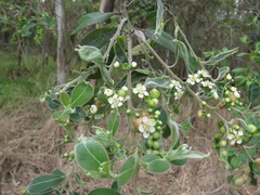 Lophostemon suaveolens