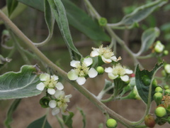 Lophostemon suaveolens