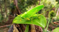 Copiphora rhinoceros