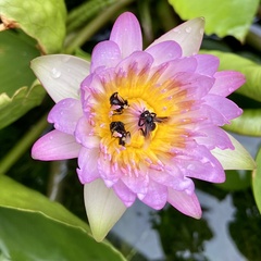 Tetragonilla collina