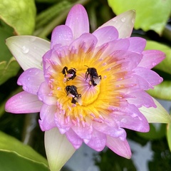 Tetragonilla collina