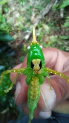 Copiphora rhinoceros