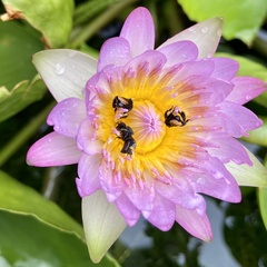 Tetragonilla collina