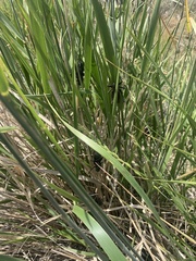 Anabrus simplex