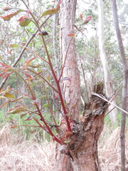 Lophostemon suaveolens