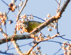 Leiothlypis celata