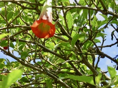 Brugmansia sanguinea