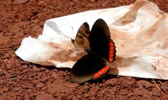 Biblis hyperia