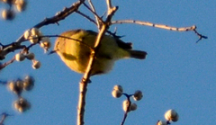 Leiothlypis celata