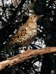 Zoothera aurea