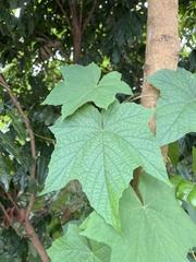 Camonea vitifolia